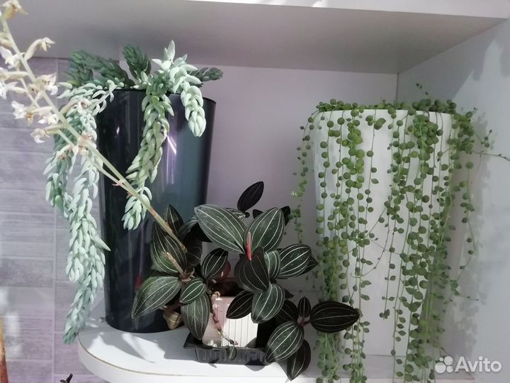 Суккуленты