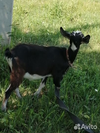 Козы, козлята