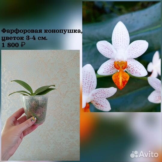 Орхидеи фаленопсис
