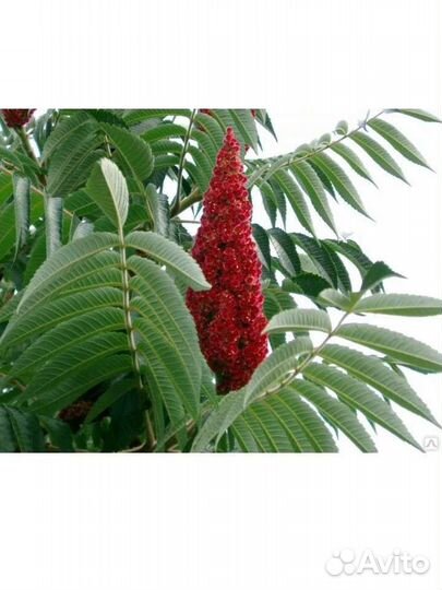 Саженцы уксусного дерева или Сумах