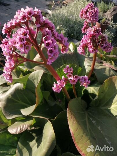 Многолетники