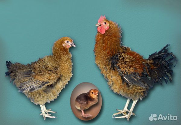 Цыплята суточные несушка Кучинская Юбилейная