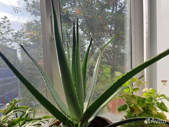 Алоэ вера лечебное