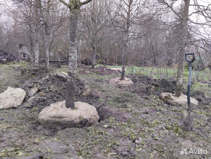 Липа саженцы крупномеры