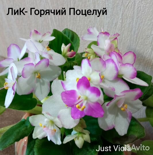 Набор деток мини фиалок