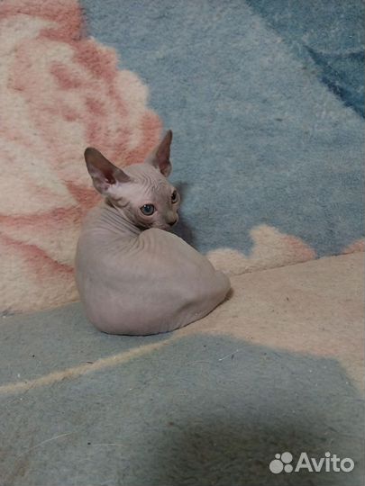 Канадский сфинкс котенок