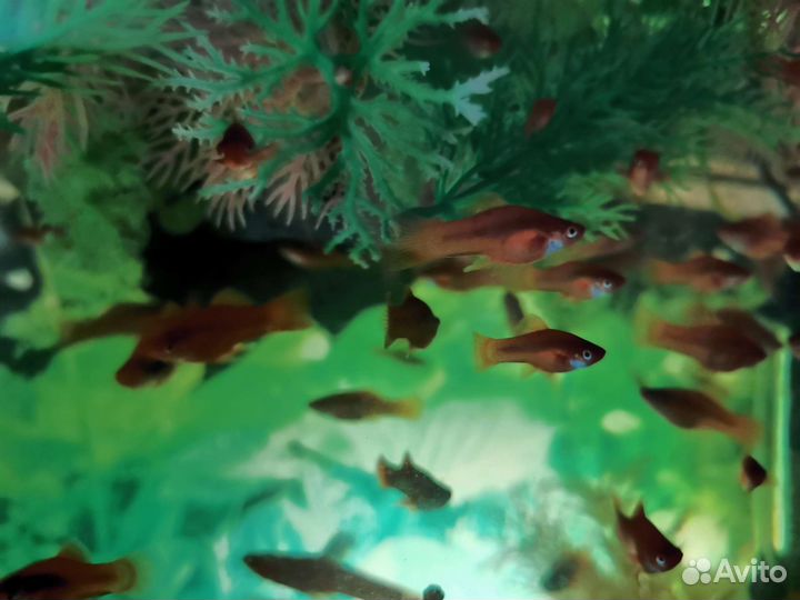 Красный меченосец