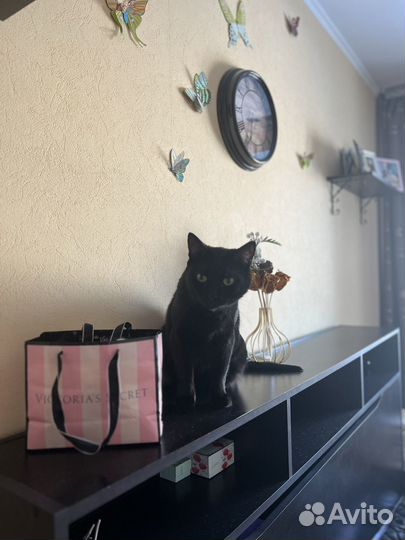 Кот в добрые руки