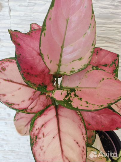 Аглаонемы, диффенбахия