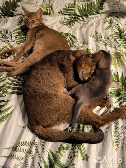 Абиссинские котята