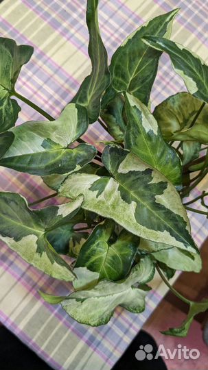 Сингониумы