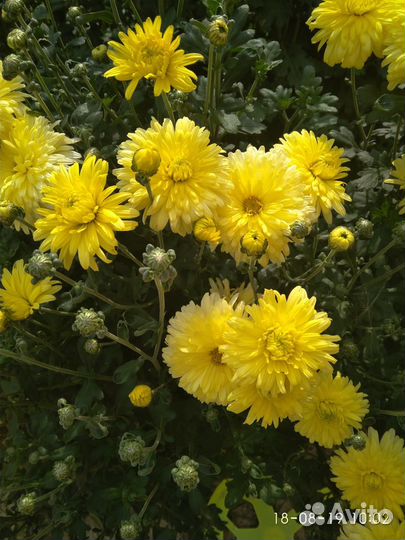 Хризантемы для дачи. букеты из хризантем