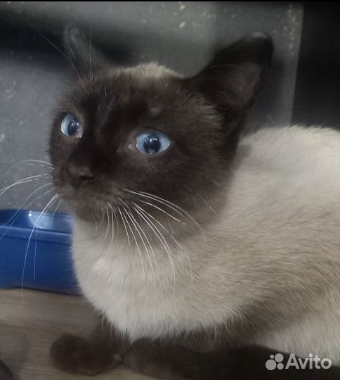 Тайская кошечка