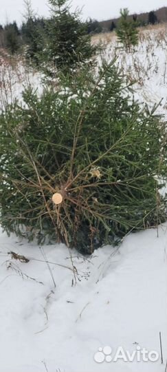 Ель новогодняя живая оптом