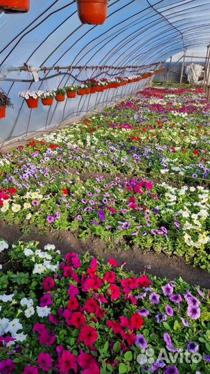 Рассада петунии