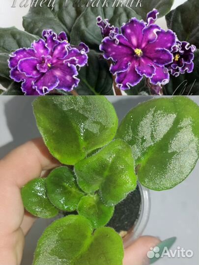 Детки сортовых фиалок