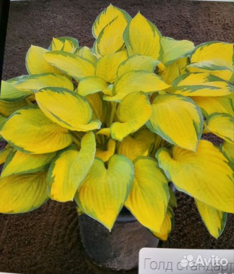 Растения для сада