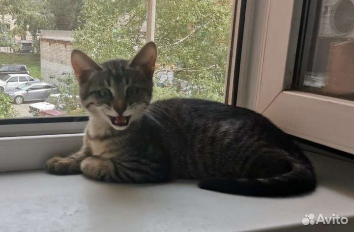 Найти кров или вернуть на улицу