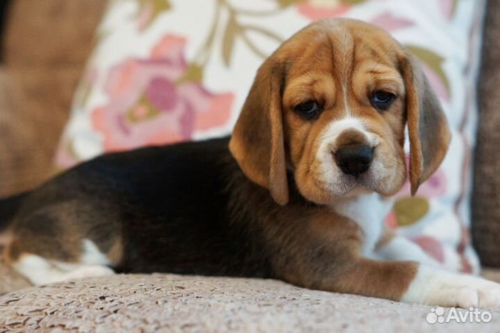 Щенки Бигля