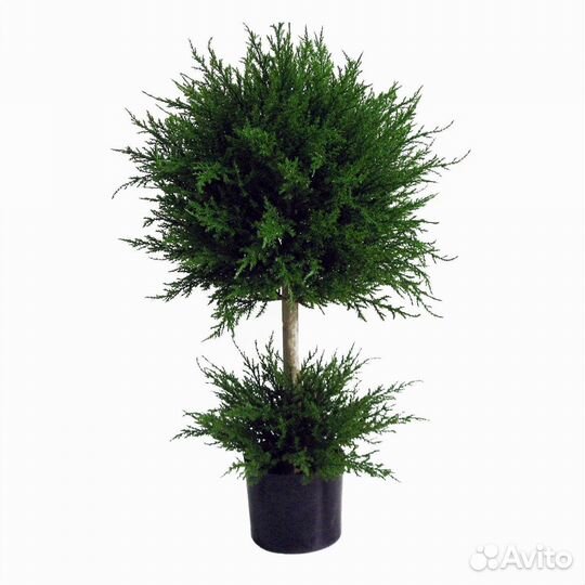 Туя Смарагд р9