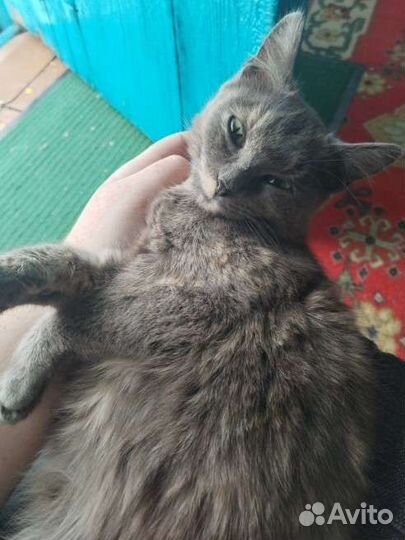 SOS - Кошечка ищет дом