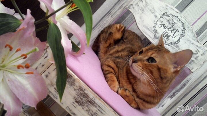 Бенгальский кот вязка