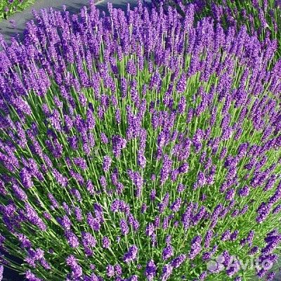 Лаванда саженцы