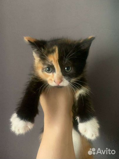 Кошка в дар