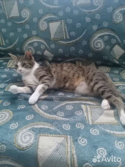Кот в дар бесплатно