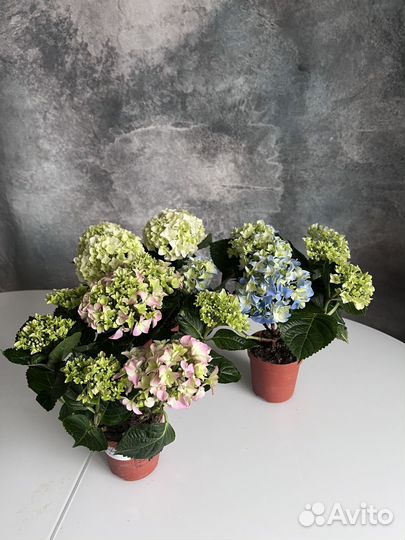 Гортензия в горшке комнатное растение на 8 марта