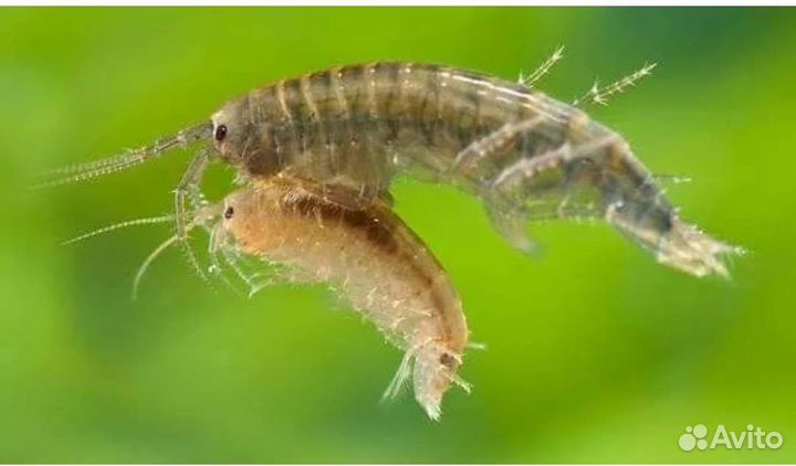 Дафния моина,гамарус тропический, инфузория