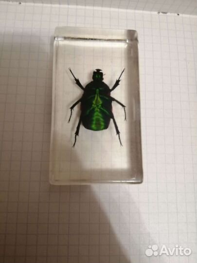 Насекомые в смоле