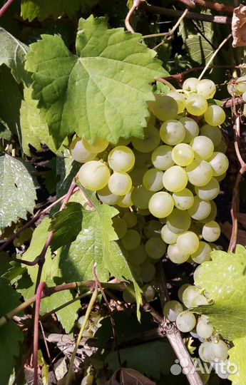 Виноград