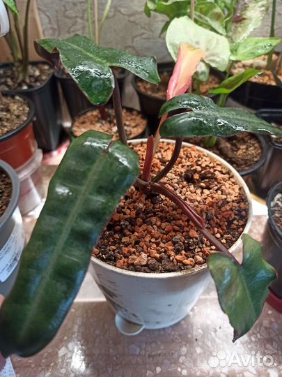 Филодендрон Биллитау Минт