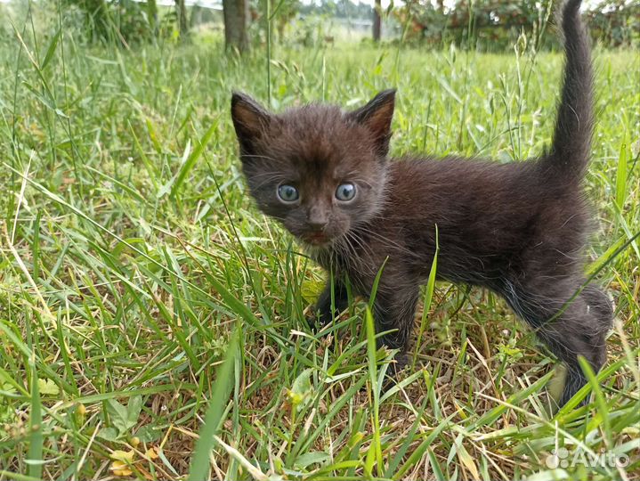 Кошки в добрые руки