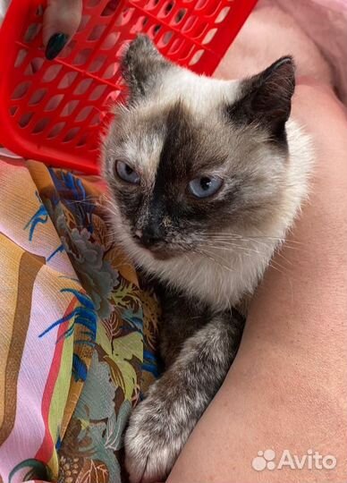 Тайская кошка