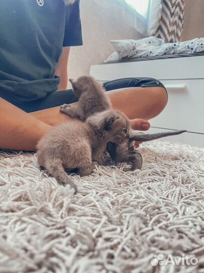 Бурманская