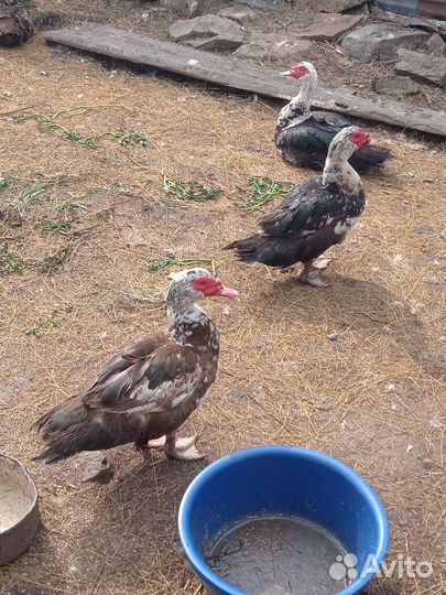 Индоутки. Селезни