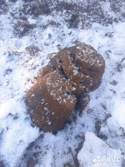 Навоз зимой Коровьи лепёшки)