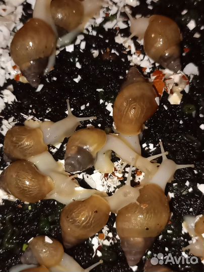 Улитки ахатины альбиносы