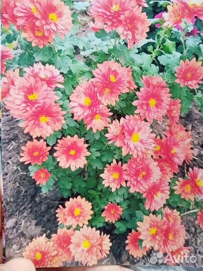 Хризантемы мультифлора