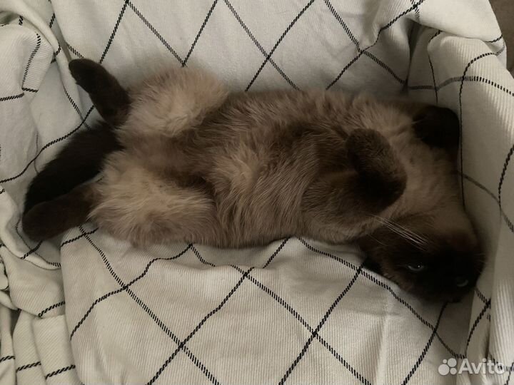 Кошки в добрые руки