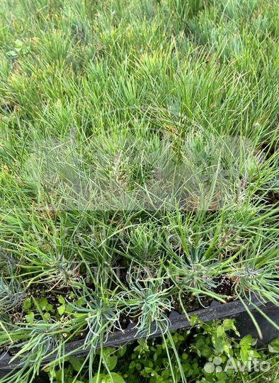 Лиственница Сибирская зкс сеянцы