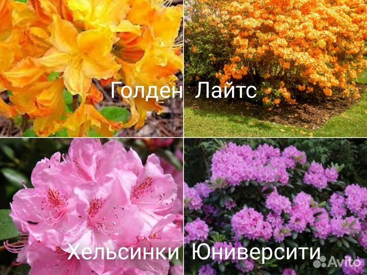Рододендрон, Азалия зкс