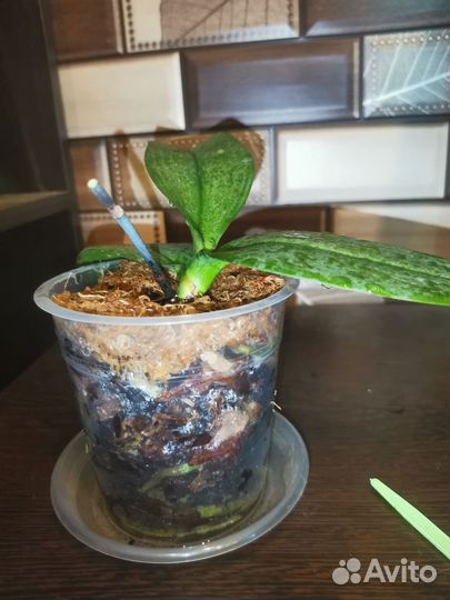 Орхидея I-Hsin Stacy