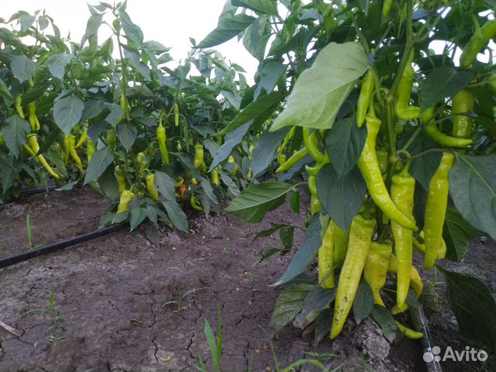 Семена перца(цицак)