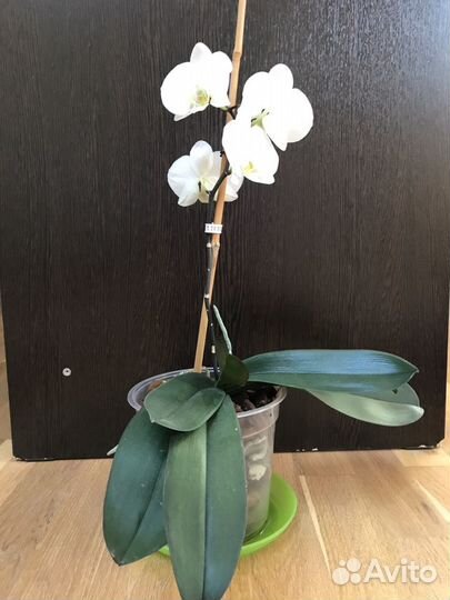 Орхидея
