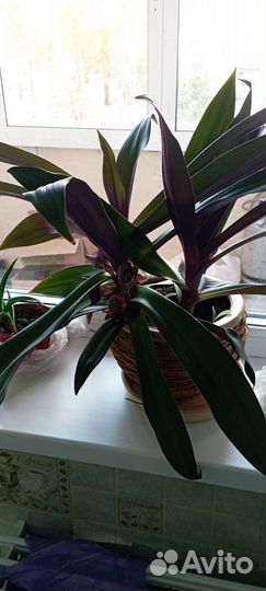 Традесканция рео