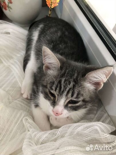Котят отдам в хорошие руки