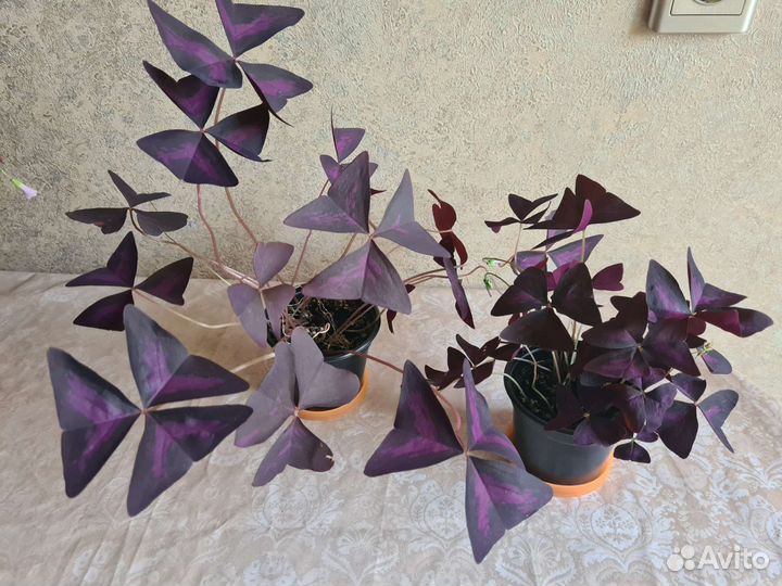 Комнатные цветы кислица